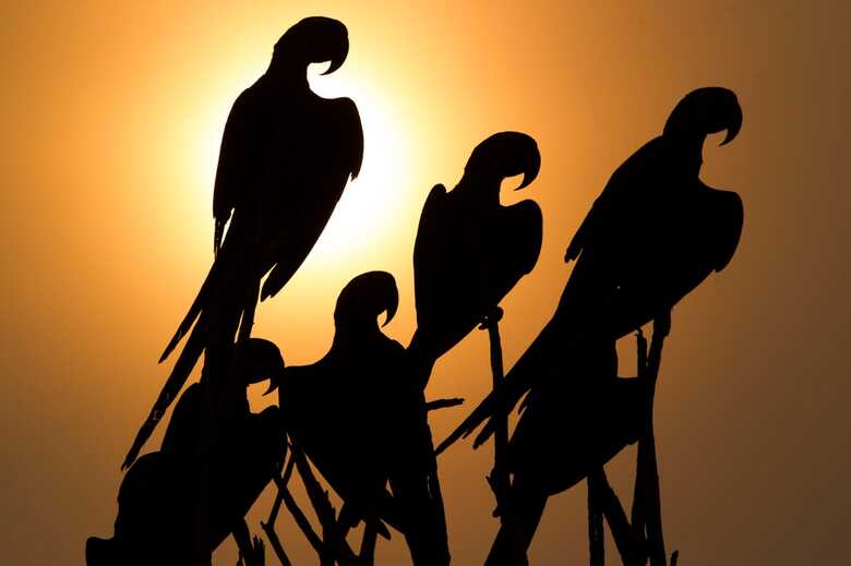 Araras no por do sol do Pantanal 