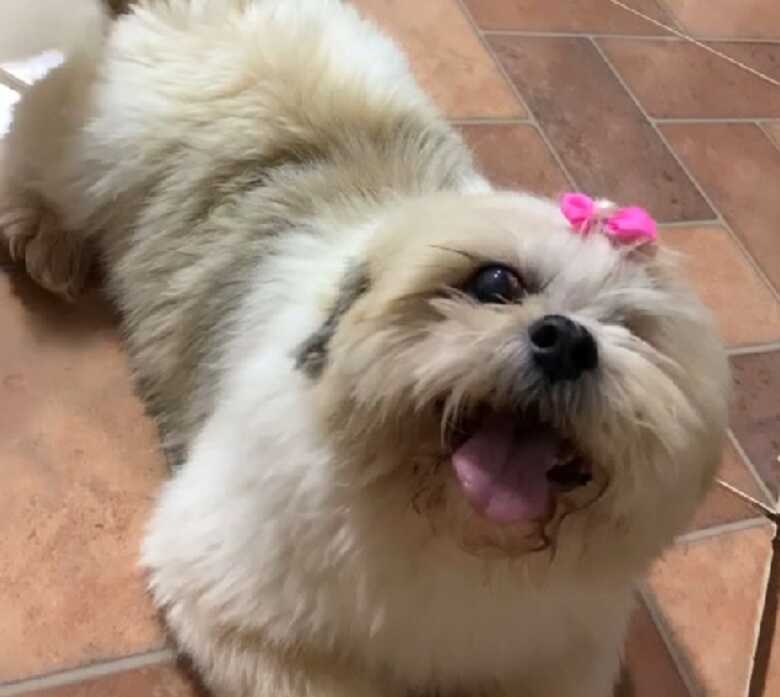 Cadelinha Luna, da raça Shih-Tzu