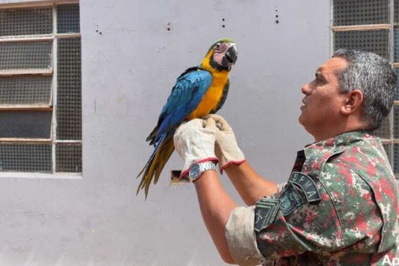 Arara resgatada pela Polícia Militar Ambiental