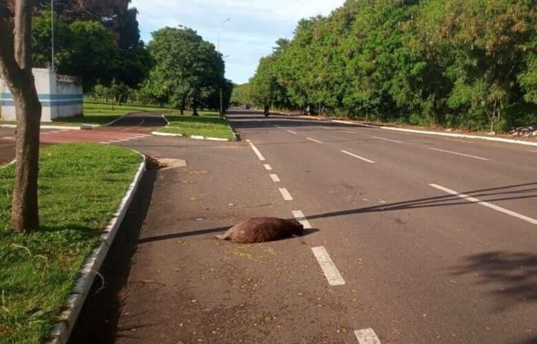Capivaras foram encontradas mortas na avenida Ludio Martins Coelho