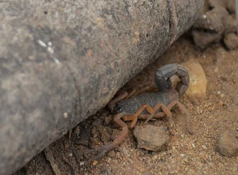 Calor e tempo seco favorecem a presen&ccedil;a de escorpi&otilde;es em casa