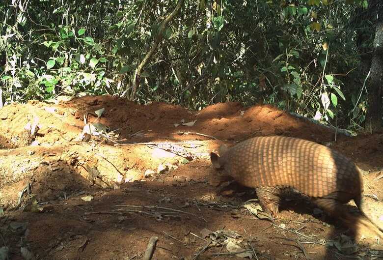 Tatu-de-rabo-mole grande foi confirmado no Pantanal