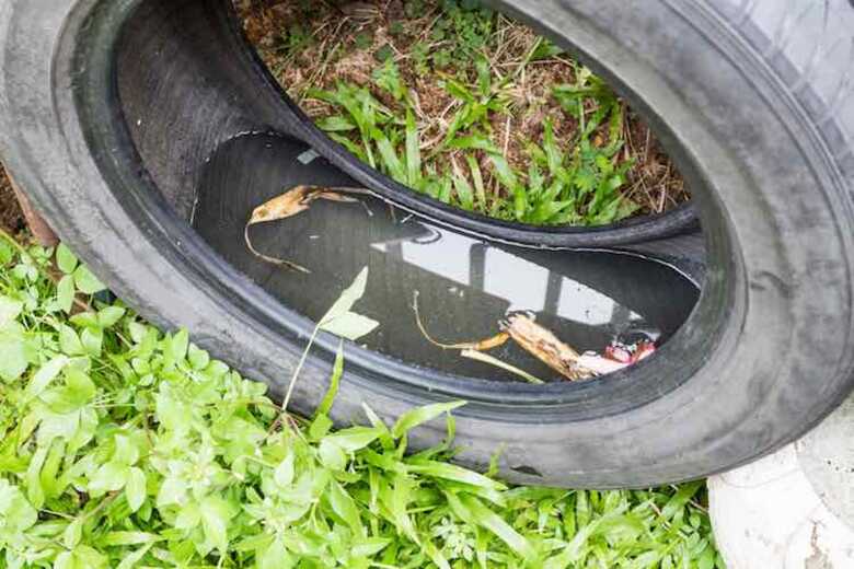 O pneu está entre os objetos onde há o maior número de focos do mosquito