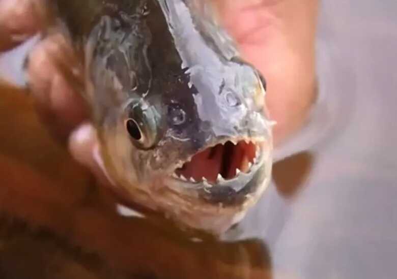 Piranhas s&atilde;o peixes carn&iacute;voros
