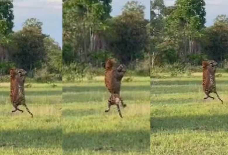 Onças são vistas brigando no ar no Pantanal