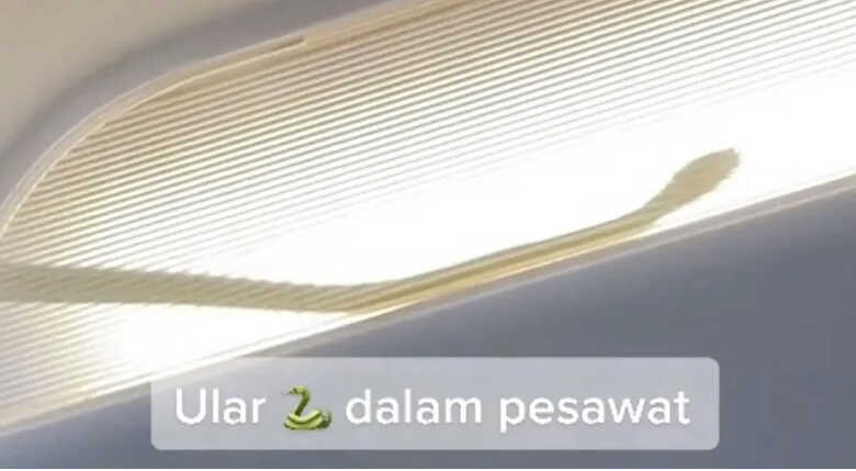 Cobra &eacute; flagrada no compartimento de bagagens da aeronave