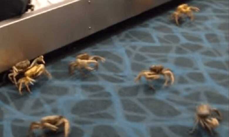 Animais tomaram conta da esteira de bagagens em um aeroporto