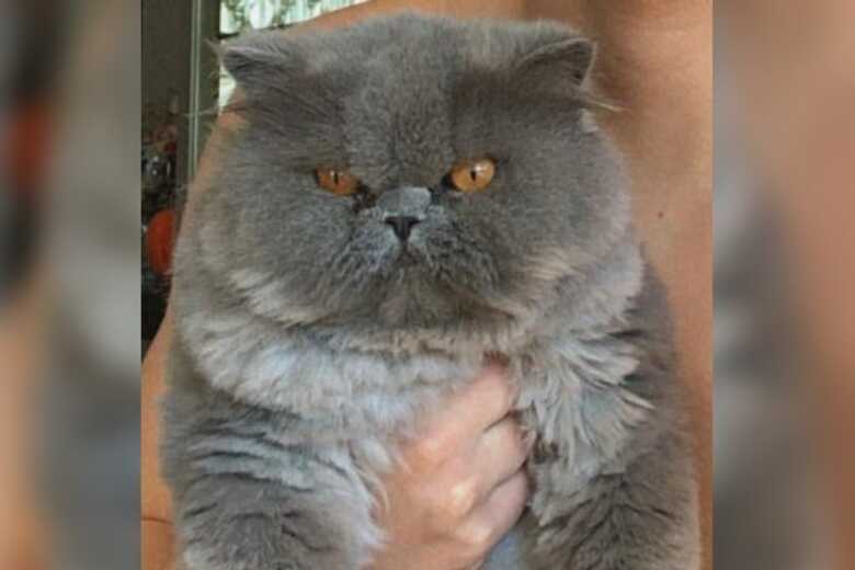 Melado saiu de casa na ter&ccedil;a-feira &agrave; noite e n&atilde;o retornou para casa 