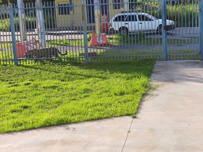 On&ccedil;a caminha tranquilamente em frente &agrave; delegacia da PRF em Corumb&aacute;