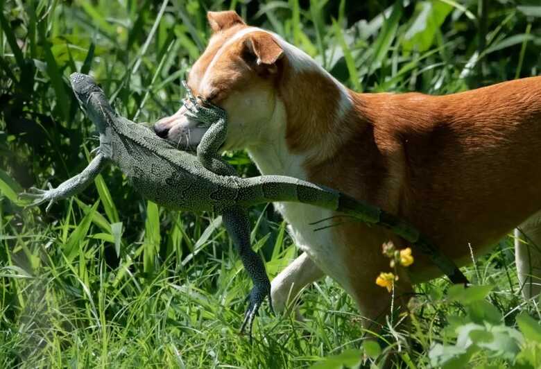 Iguana foi valente e conseguiu escapar de cão no Pantanal de MS