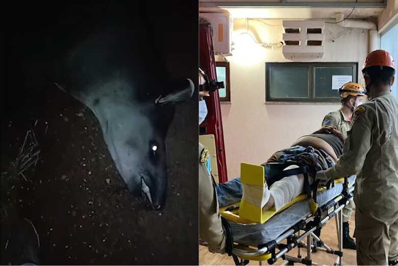 Motociclista foi para um hospital ap&oacute;s atropelar a anta