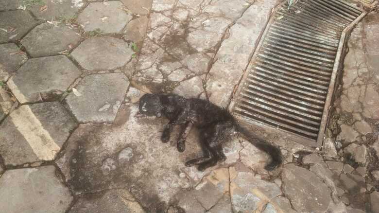 Gatinho encontrado morto