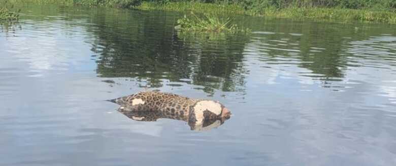 Onça encontrada sem cabeça em rio no Pantanal