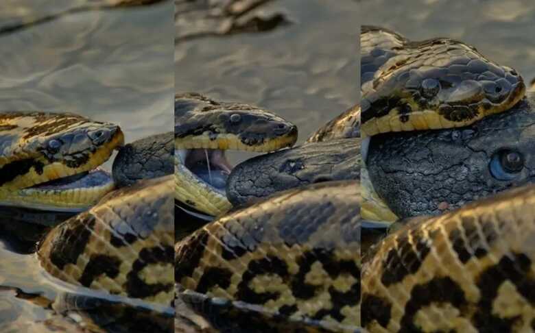 Sucuri fica horas tentando engolir peixe cascudo no Pantanal
