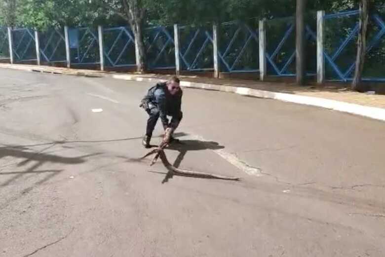 Policial auxiliou na travessia da cobra para que o animal n&atilde;o fosse atropelado