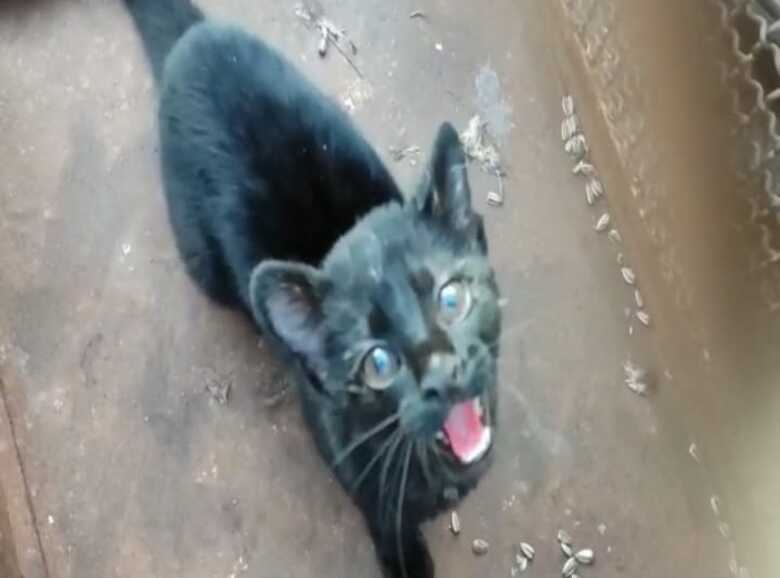 Al&eacute;m de raro, o gato-do-mato est&aacute; na lista de esp&eacute;cies em extin&ccedil;&atilde;o