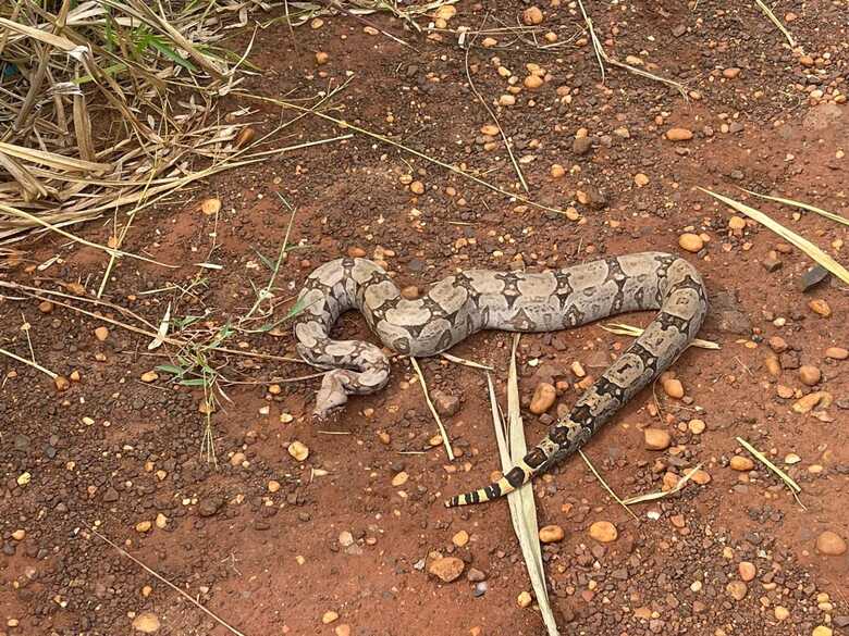 Animal estava no p&aacute;tio da escola