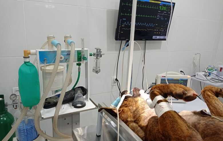 Brasino se recupera ap&oacute;s passar por cirurgia