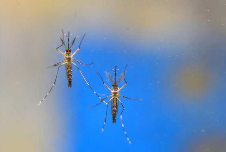 O mosquito que transmite a dengue, Aedes aegypti