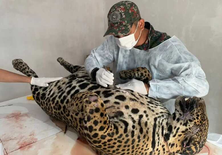 On&ccedil;a-pintada atropelada foi taxidermizada por policial militar ambiental