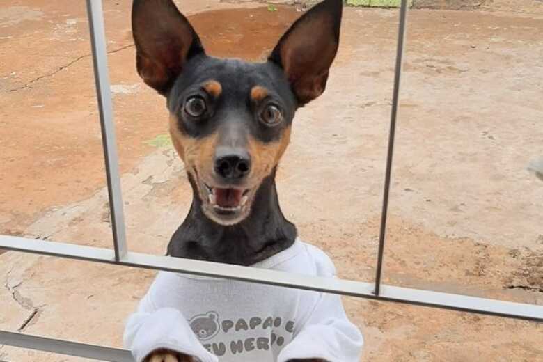 O cachorro &eacute; de porte pequeno, preto, com peitoral e focinho caramelo