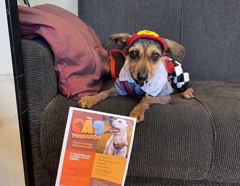 Pet com roupinha pronto para a c&atilde;ominhada.