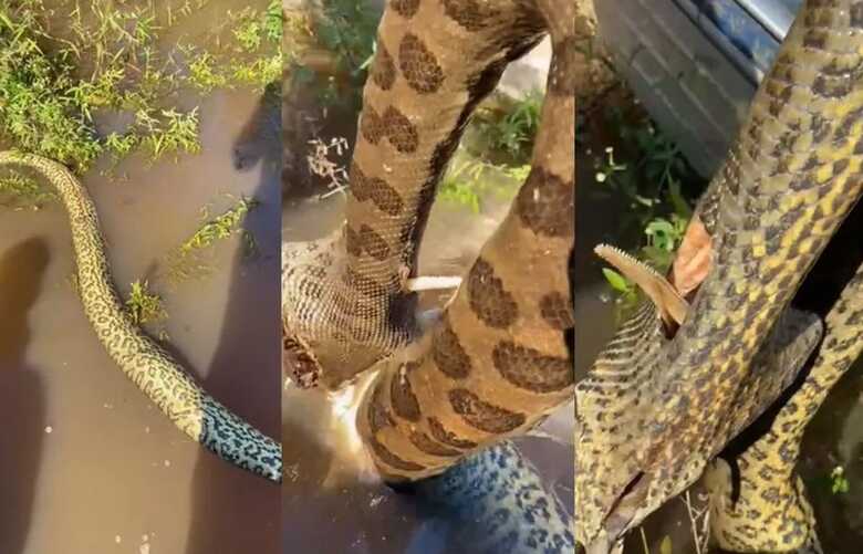 Sucuri morreu ap&oacute;s engolir Armal, peixe famoso pelo ferr&atilde;o