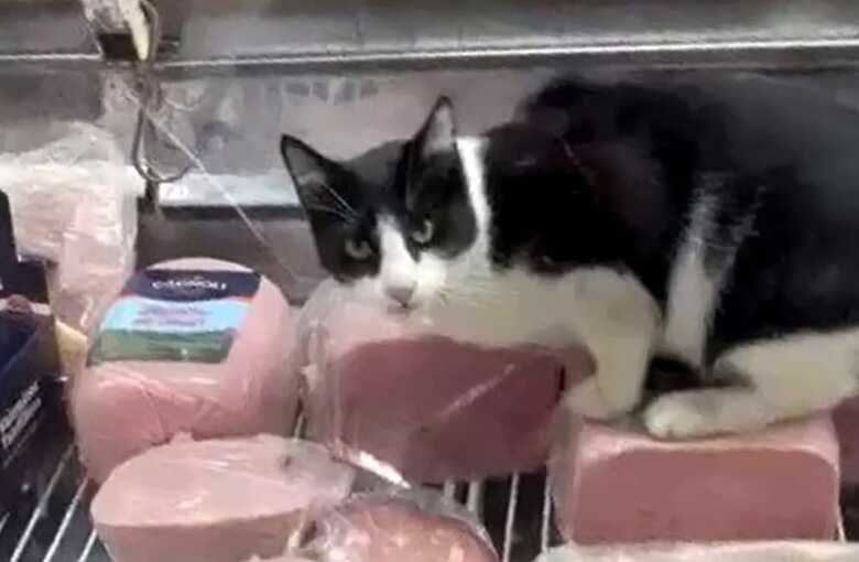 Gatinho foi flagrado agarrado no presunto