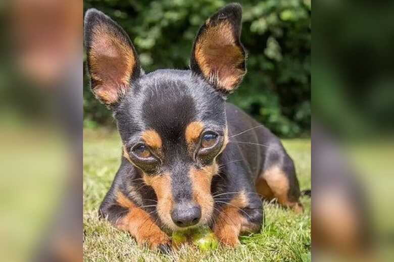 Pinscher 'Bili'