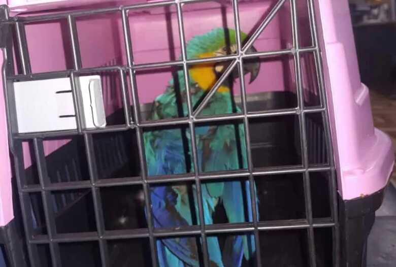 Arara-canind&eacute; foi resgatada em Sonora