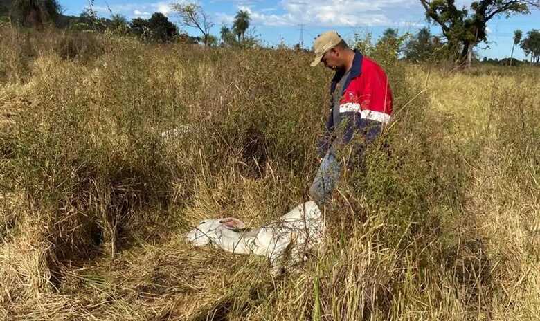 Bezerros morrem de frio em fazenda no Pantanal de MS