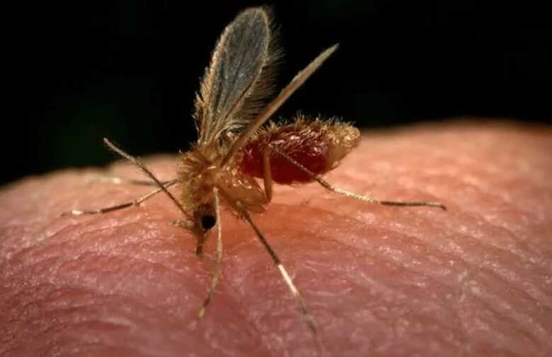 Mosquito-palha é o transmissor da leishmaniose