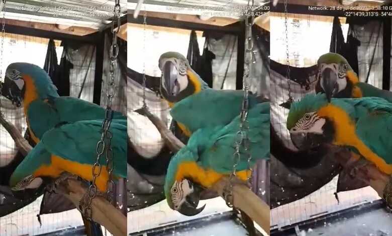 Aves, que estão ameaçadas de extinção, eram utilizadas para fim comercial