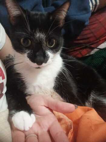 Aragorn é de cor preta, com peito, queixo e patas brancas