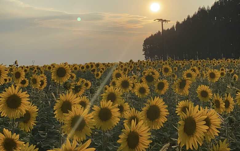 Planta&ccedil;&atilde;o de girass&oacute;is em Campo Grande
