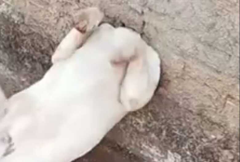 No final deu tudo certo com o c&atilde;ozinho 