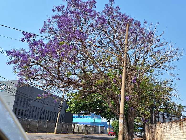 Flagrante de um Jacarandá-Mimoso na Capital