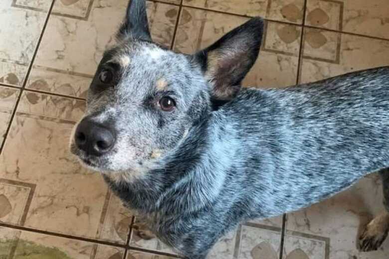 Blue heeler Zeus