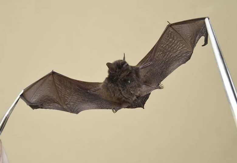 Os morcegos s&atilde;o os principais transmissores da doen&ccedil;a