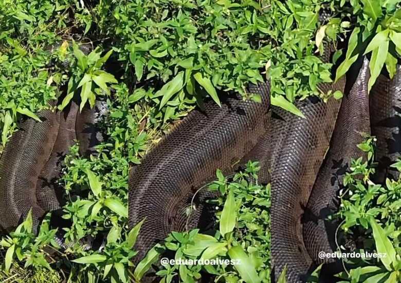 Sucuri foi avistada em meio a folhas e a vegetação na cidade de Bonito