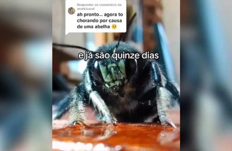 Abelha chama a aten&ccedil;&atilde;o nas redes sociais