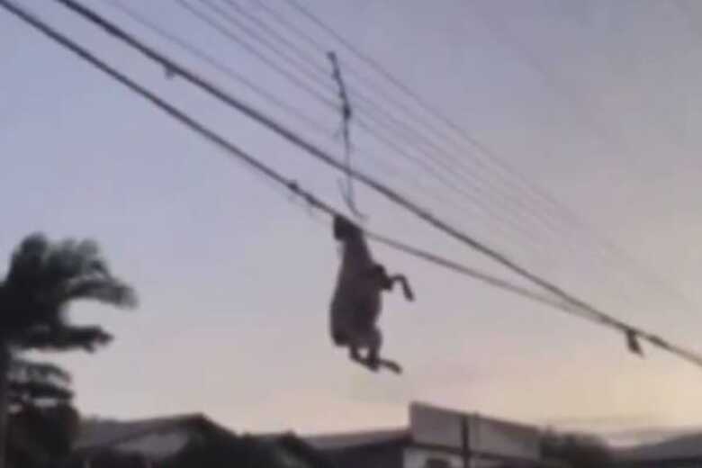 Ovelha estava morta e pendurada em fia&ccedil;&atilde;o ap&oacute;s passagem de ciclone 