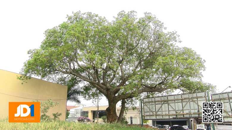 A Árvore da Paz fica localizada na Rua da Paz, esquina com a Rua Rio Grande do Sul