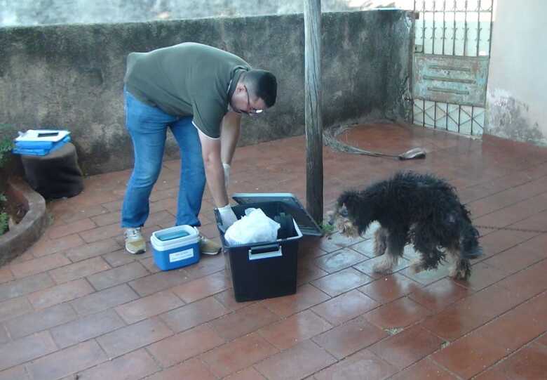 A equipe esteve na região do Imbirussu que mediante denuncias, havia um animal que apresentava feridas na pele e ficava acorrentado