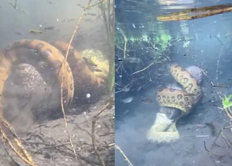 Guia flagra de abra&ccedil;o mortal ao momento em que sucuri engole presa