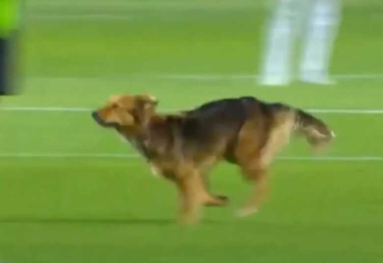 Cão deu trabalho para jogadores até ser retirado