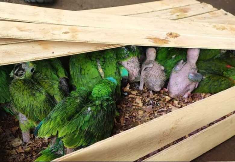 Aves estavam em carro que seguia pela MS-141