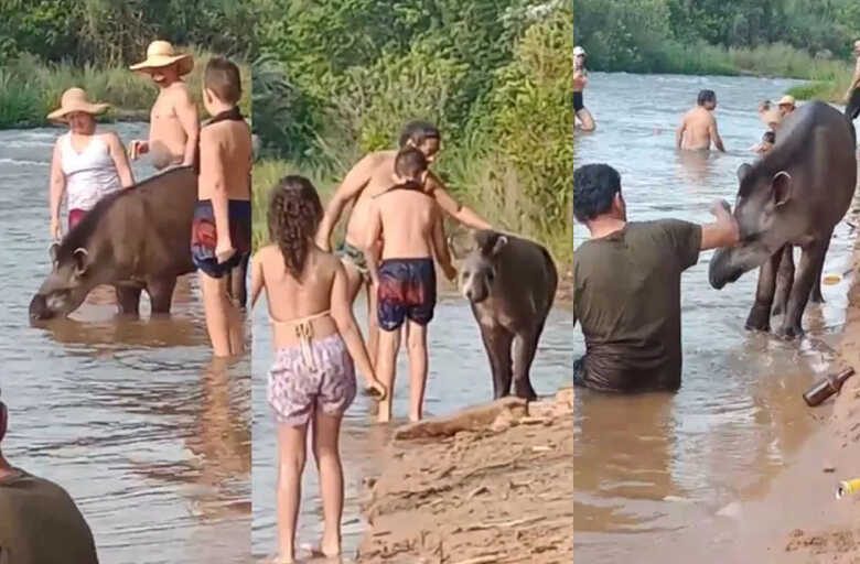 Banhistas são surpreendidos por anta durante banho em rio de MS