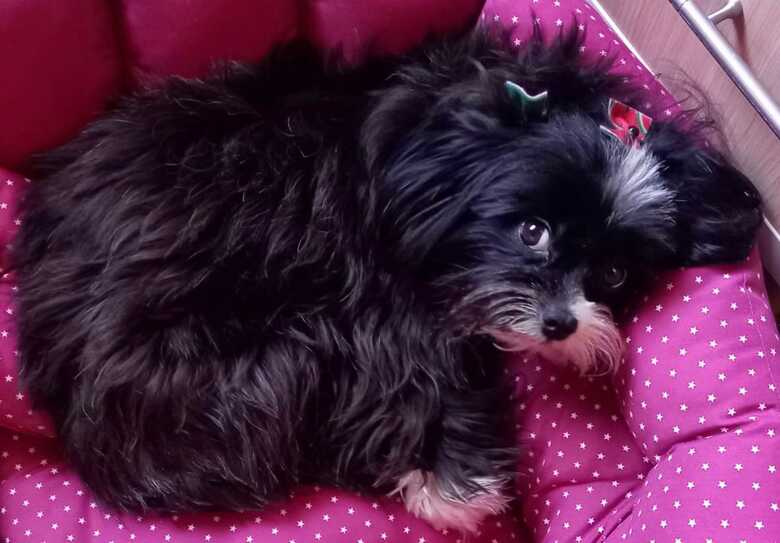 Cachorrinha Lia