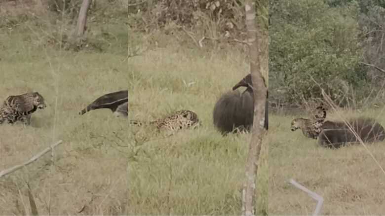 On&ccedil;a-pintada e tamandu&aacute; no Pantanal